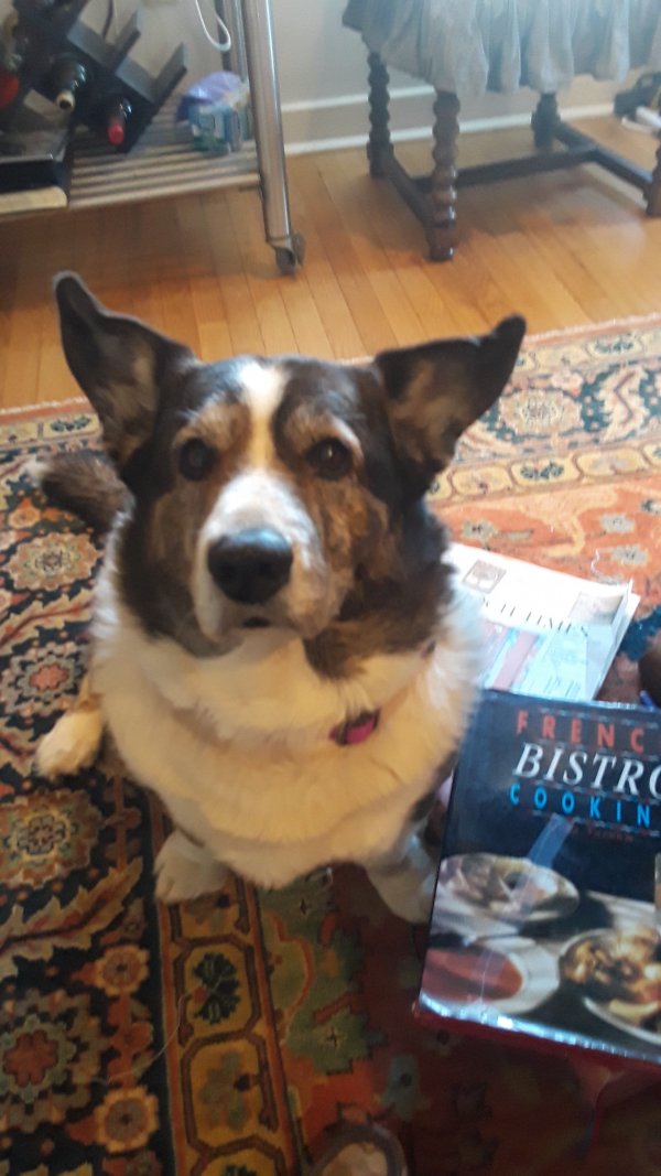Safe Cardigan Welsh Corgi in Palmyra, VA
