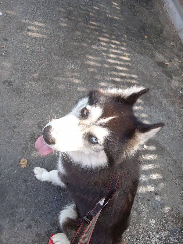 Safe Siberian Husky in Santa Ana, CA