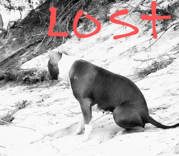 Lost Pit Bull 
