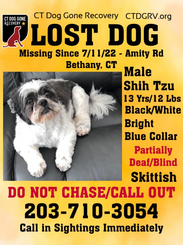 Lost Shih Tzu in Bethany, CT