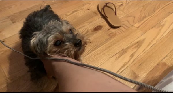Safe Yorkshire Terrier in Woodbridge, VA