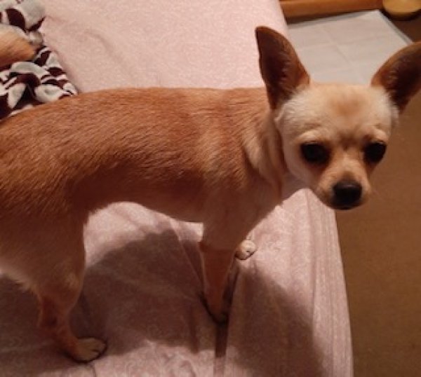 Found Chihuahua in Pico Rivera, CA US