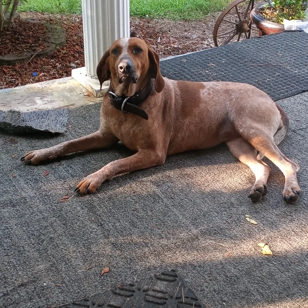 Safe Dog in Cedartown, GA