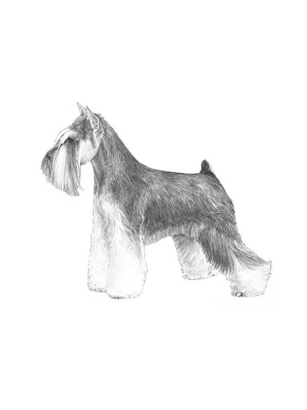 Lost Miniature Schnauzer in Whiteman Air Force Base, MO US
