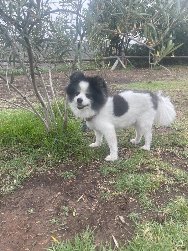 Safe Pomeranian in San Diego, CA