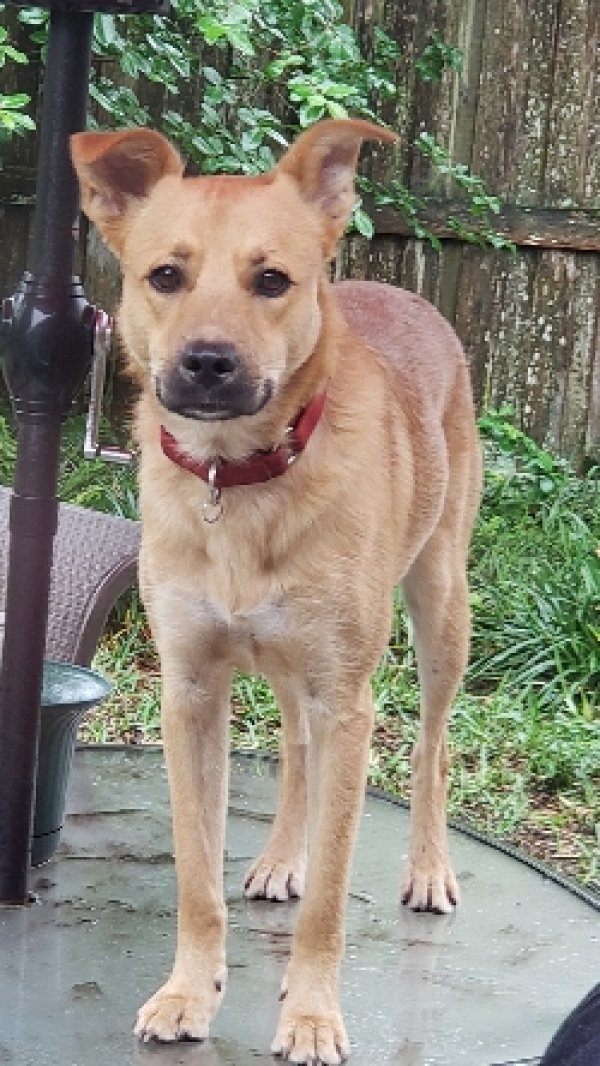 Lost German Shepherd Dog in Jacksonville, FL