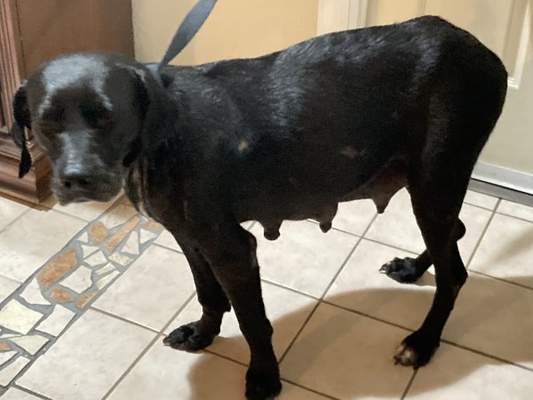 Safe Mutt in Sebring, FL