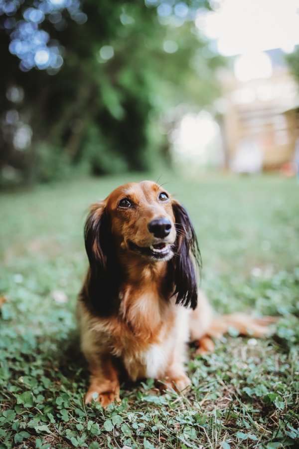 Lost Dachshund in Chattanooga, TN