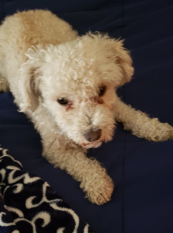 Safe Mutt in Encino, CA