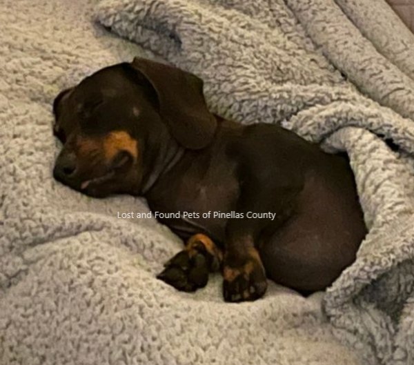 Safe Dachshund in Pinellas Park, FL
