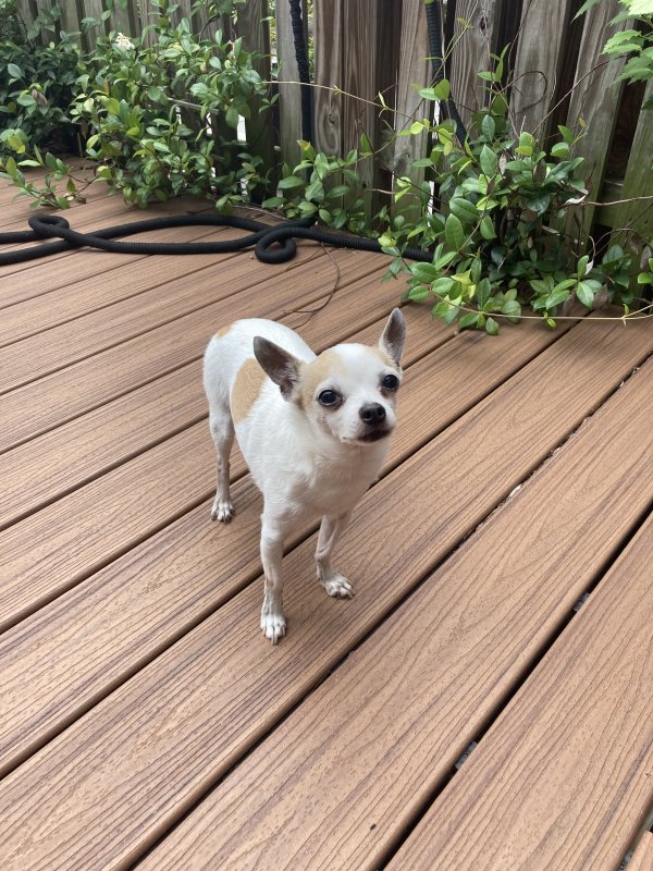 Found Chihuahua in Arlington, VA US