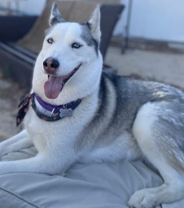 Lost Siberian Husky 