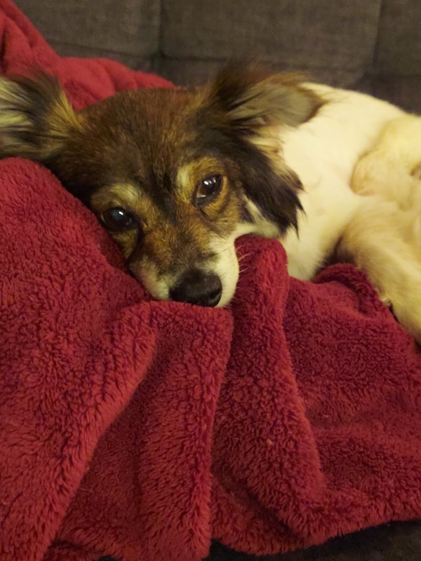 Safe Papillon in Hartford, CT