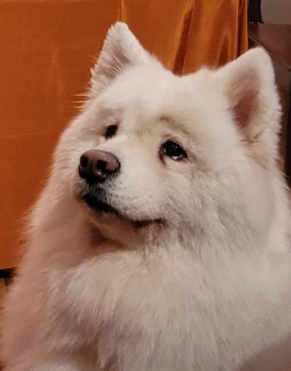 Safe Samoyed in Houston, TX