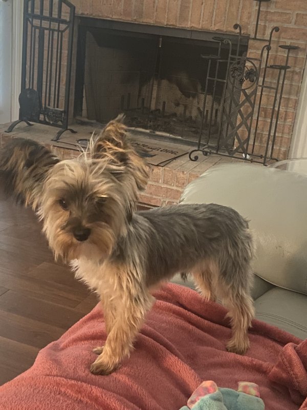 Safe Yorkshire Terrier in Marietta, GA