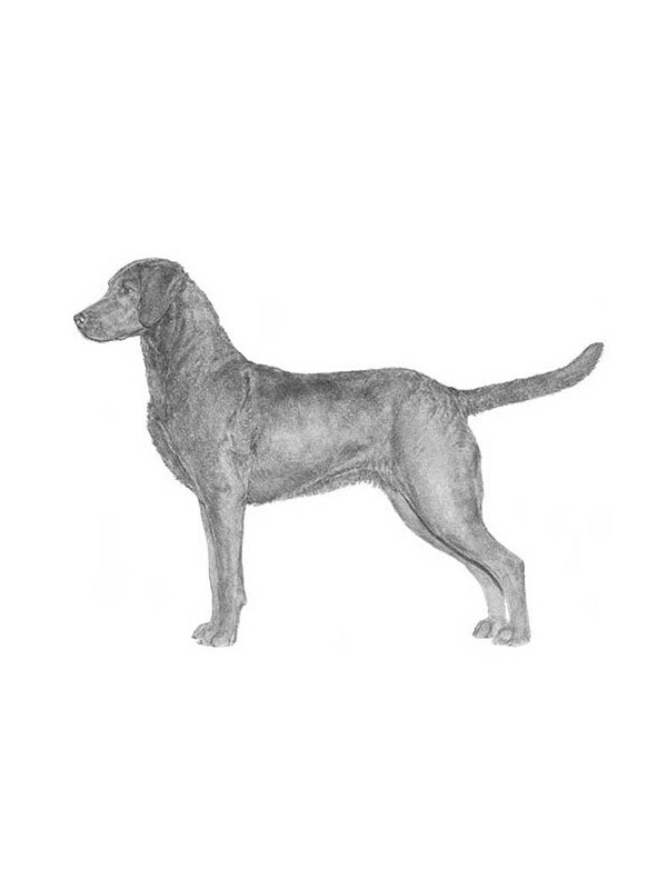 Lost Chesapeake Bay Retriever in Haverford, PA