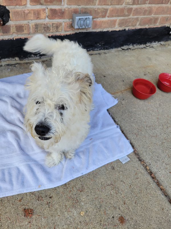 Safe Poodle in Chicago, IL