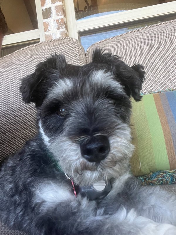 Safe Miniature Schnauzer in Prosper, TX