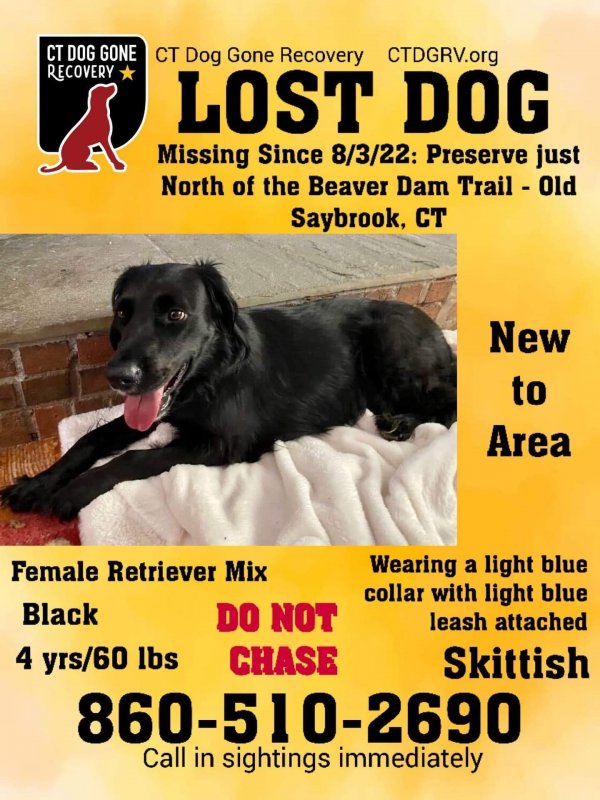 Safe Labrador Retriever in Old Saybrook, CT