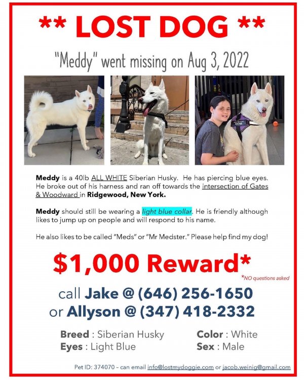 Safe Siberian Husky in Ridgewood, NY