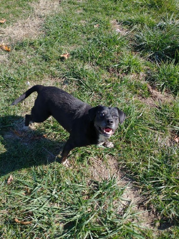 Safe Labrador Retriever in Mansfield, MO