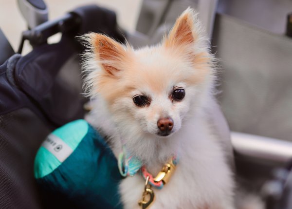 Safe Pomeranian in Charleston, SC