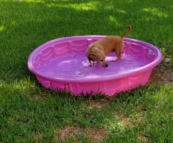 Safe Dachshund in Pearland, TX