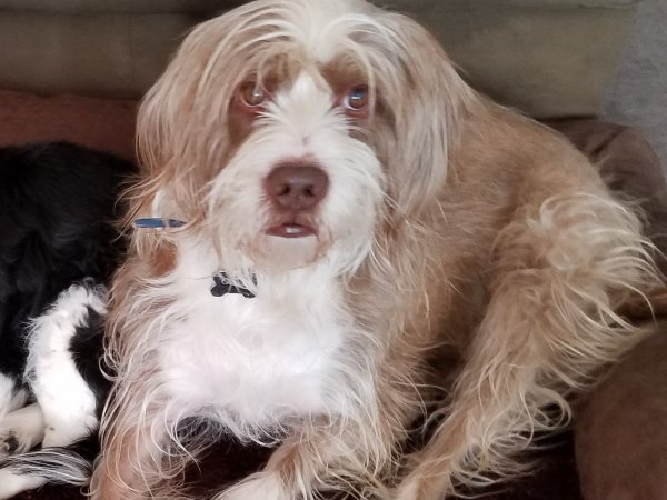 Safe German Wirehaired Pointer in Beaumont, CA