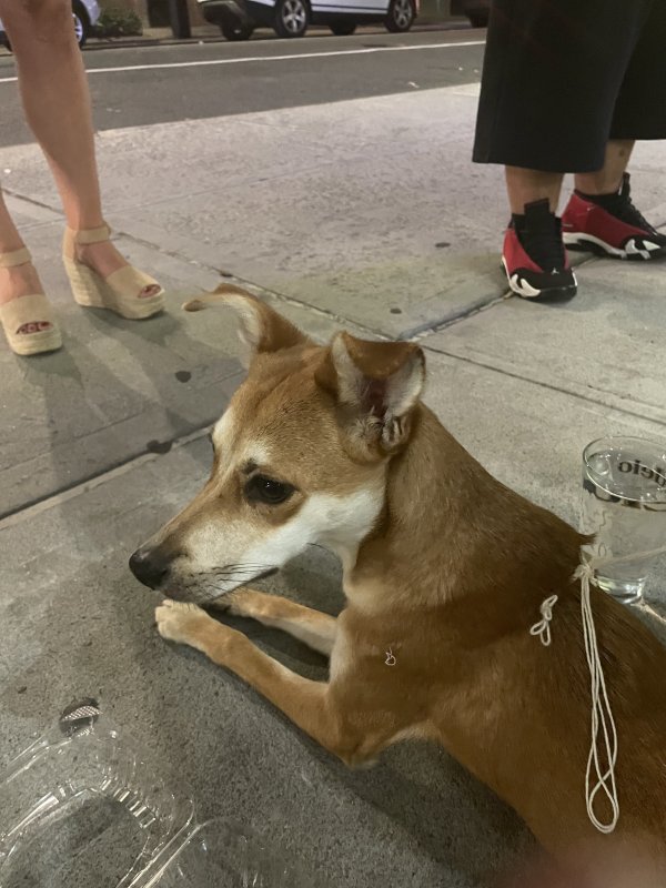 Safe Mutt in New York, NY