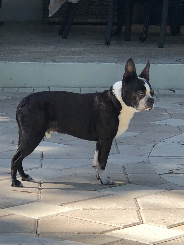 Lost Boston Terrier 