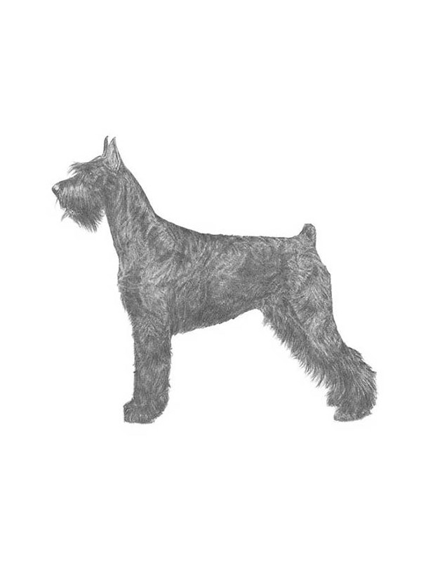 Safe Giant Schnauzer in Jamaica, NY