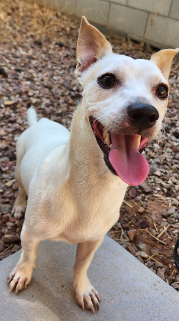 Found Chihuahua in Phoenix, AZ