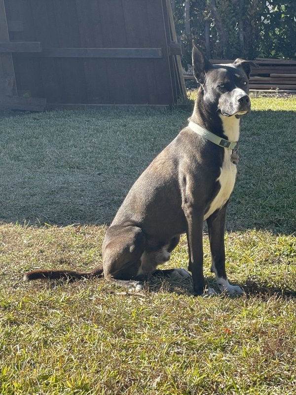 Safe Mutt in Richardson, TX