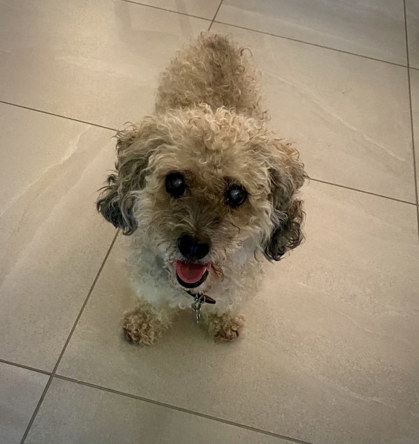 Safe Poodle in Oldsmar, FL