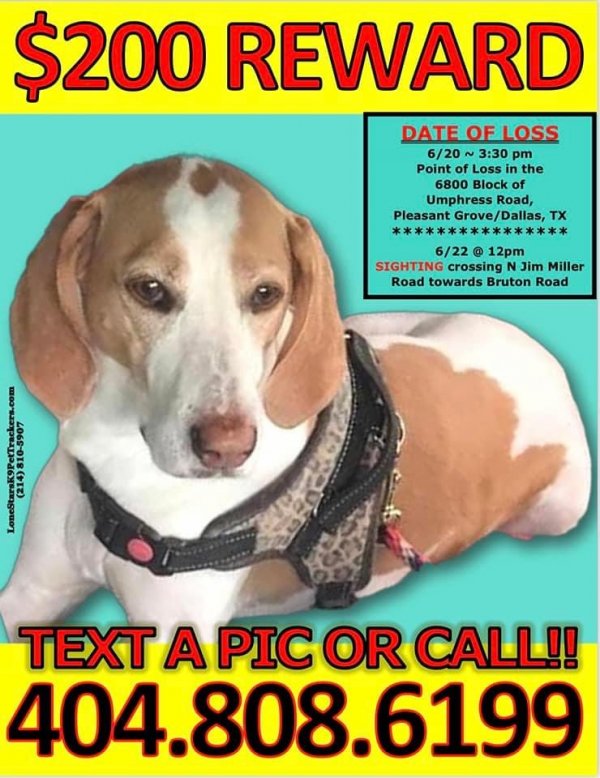 Lost Beagle in Dallas, TX
