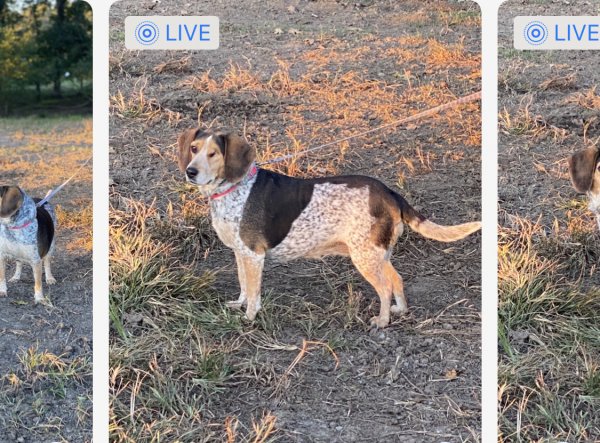Lost Beagle in Geraldine, AL