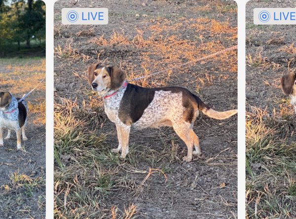 Safe Beagle in Geraldine, AL