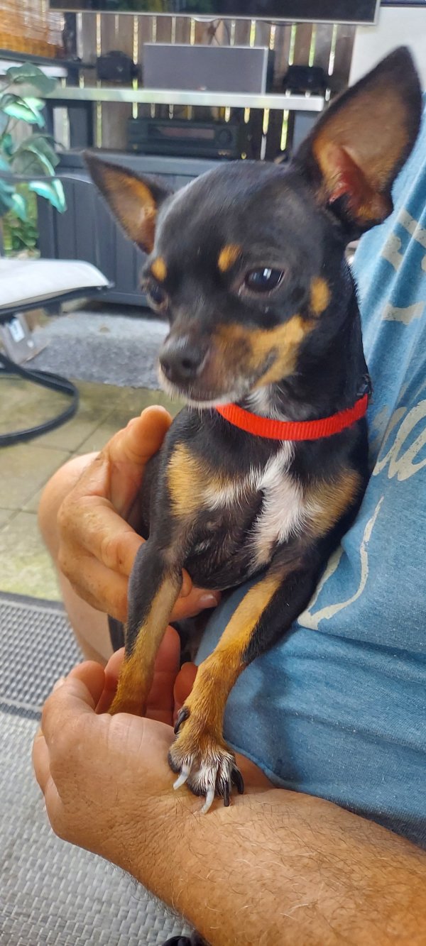 Found Chihuahua in Dayton, OH