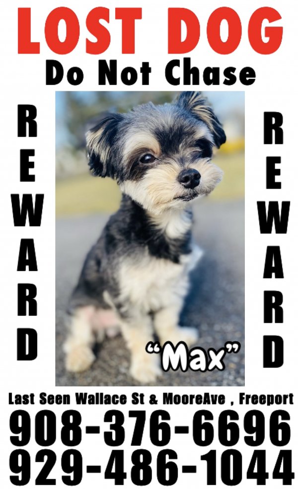 Safe Yorkshire Terrier in Freeport, NY