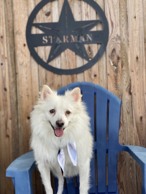 Safe American Eskimo Dog in Largo, FL