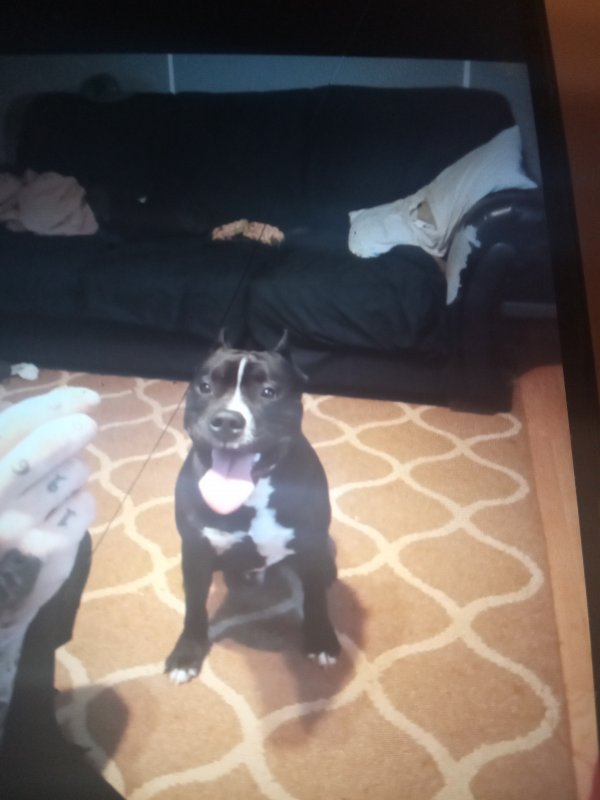 Safe Pit Bull in Hamptonville, NC