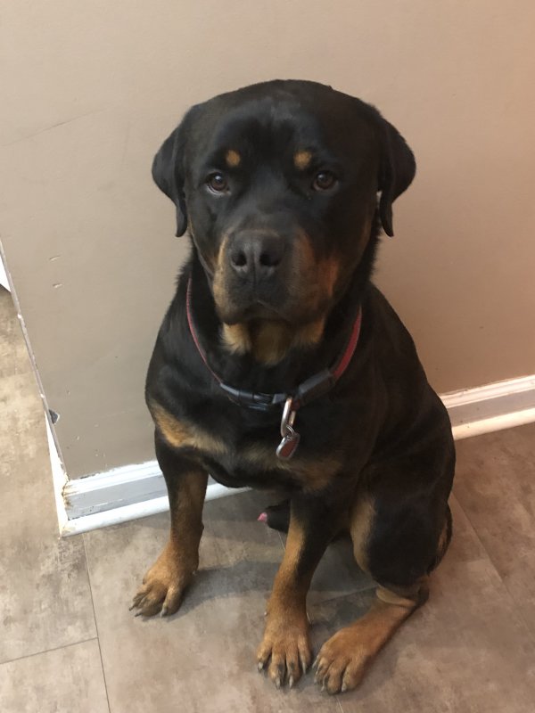 Safe Rottweiler in Carrollton, TX