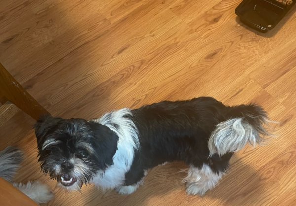 Safe Shih Tzu in Brooklyn, MD