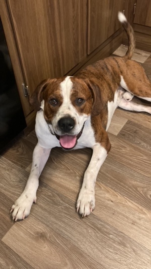 Safe Mutt in Graysville, TN
