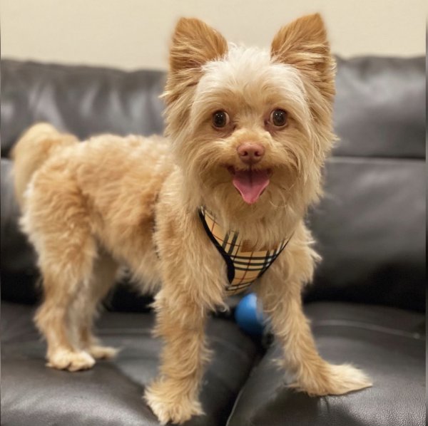 Safe Yorkshire Terrier in San Juan Capistrano, CA