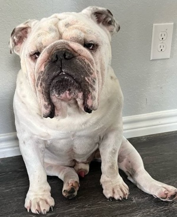Stolen English Bulldog in Houston, TX