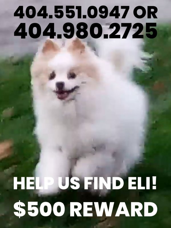Safe Pomeranian in Marietta, GA