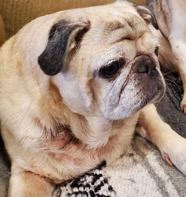 Lost Pug 