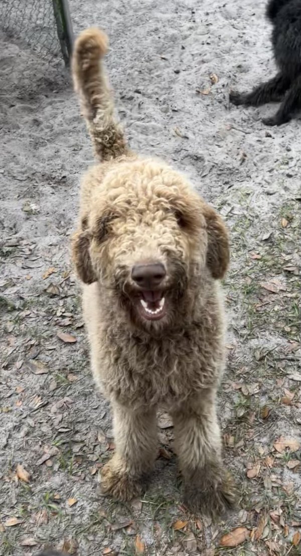 Safe Poodle in Riverview, FL