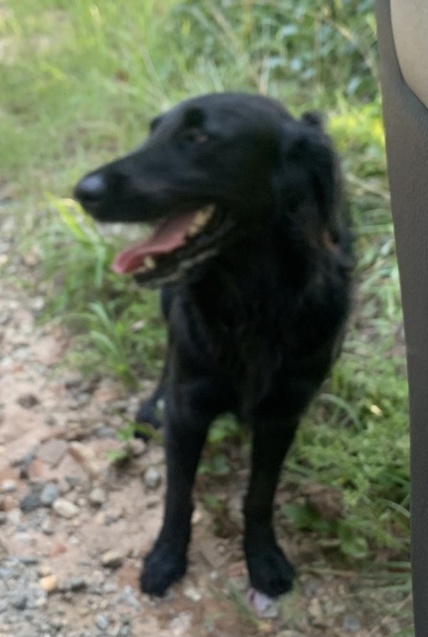 Safe Dog in Saluda, NC